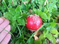 Amanita muscaria image