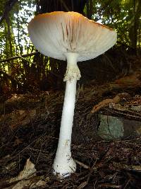 Amanita muscaria image