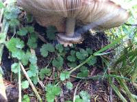 Chlorophyllum rachodes image