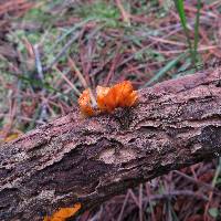 Tremella mesenterica image