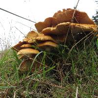 Gymnopilus junonius image