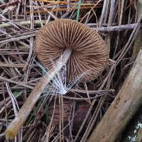 Entoloma cuneatum image