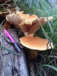 Gymnopilus junonius image