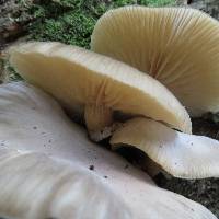 Armillaria novae-zelandiae image