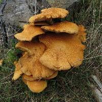 Gymnopilus junonius image