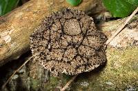 Polyporus nigrocristatus image