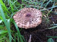 Chlorophyllum rachodes image