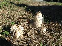 Coprinus comatus image