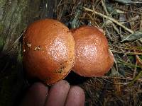 Suillus granulatus image