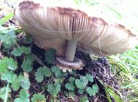 Chlorophyllum rachodes image