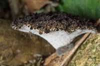 Polyporus nigrocristatus image