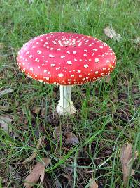 Amanita muscaria image