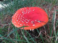 Amanita muscaria image