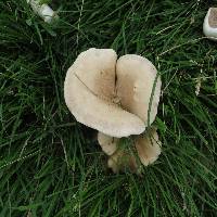 Image of Clitocybe irina