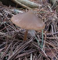 Entoloma cuneatum image