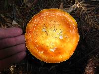 Amanita muscaria image