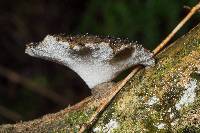 Polyporus nigrocristatus image