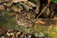 Polyporus nigrocristatus image