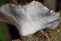 Polyporus nigrocristatus image