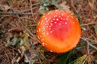 Amanita muscaria image