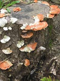 Pycnoporus coccineus image