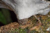 Polyporus nigrocristatus image