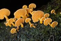 Favolaschia calocera image