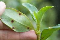 Puccinia coprosmae image