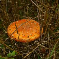 Amanita muscaria image