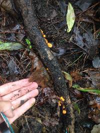 Favolaschia calocera image