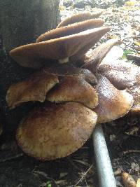 Agrocybe parasitica image