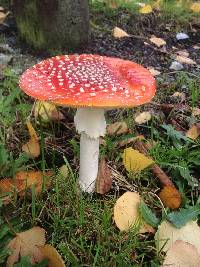 Amanita muscaria image