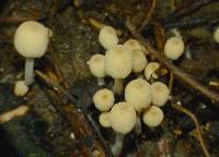 Coprinellus micaceus image