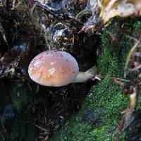 Agrocybe parasitica image