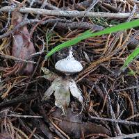 Geastrum pectinatum image