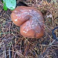 Suillus subacerbus image