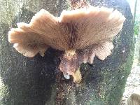 Agrocybe parasitica image