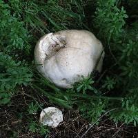 Calvatia gigantea image