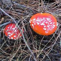 Amanita muscaria image