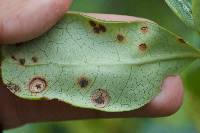 Puccinia coprosmae image