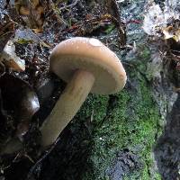 Agrocybe parasitica image