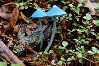 Entoloma hochstetteri image