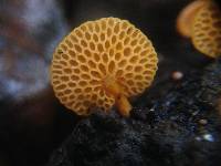 Favolaschia calocera image