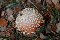 Amanita muscaria image