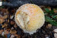Amanita muscaria image