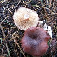 Lactarius rufus image