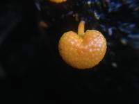 Favolaschia calocera image