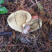 Suillus subacerbus image