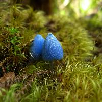 Entoloma hochstetteri image