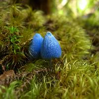 Entoloma hochstetteri image